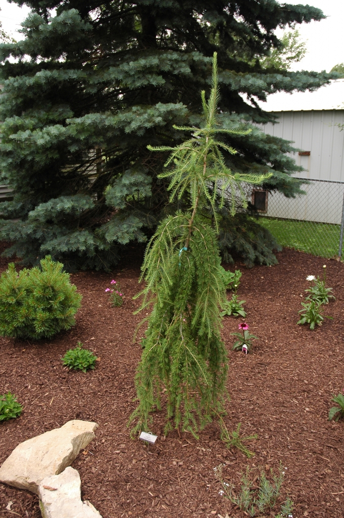 Larix kaempferi 