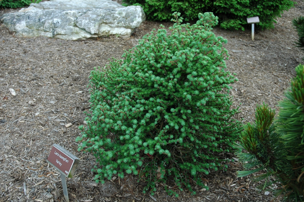 Larix kaempferi 
