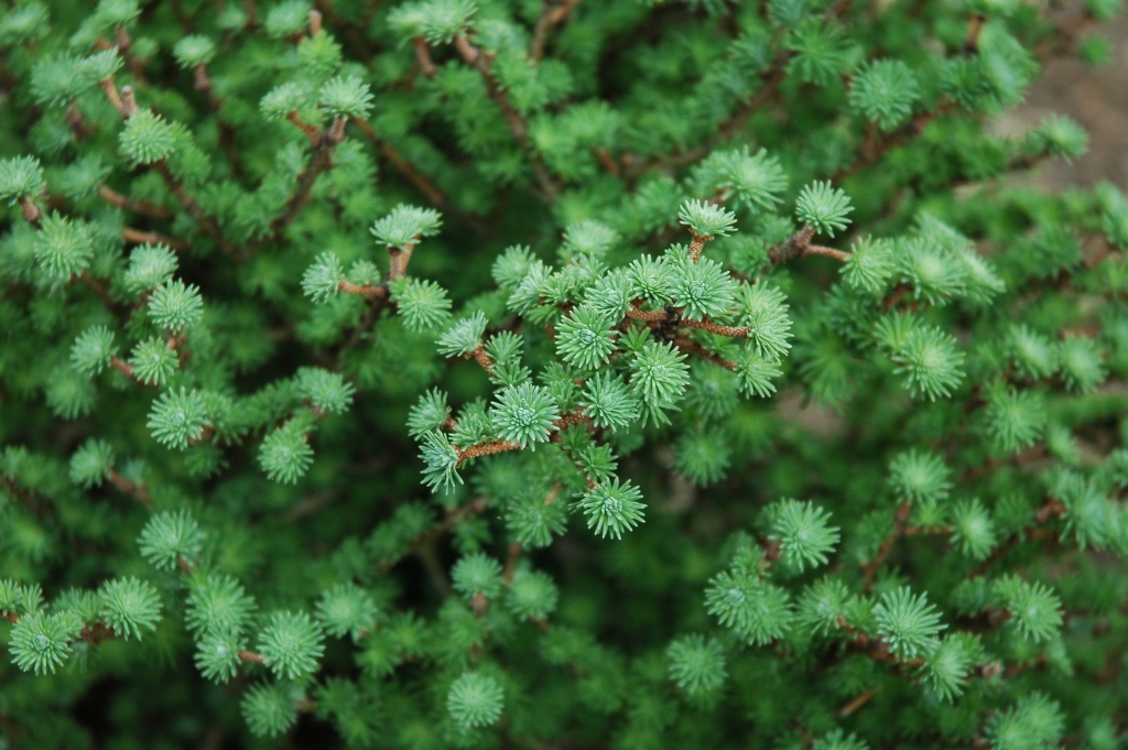 Larix kaempferi 