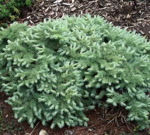 Larix kaempferi 
