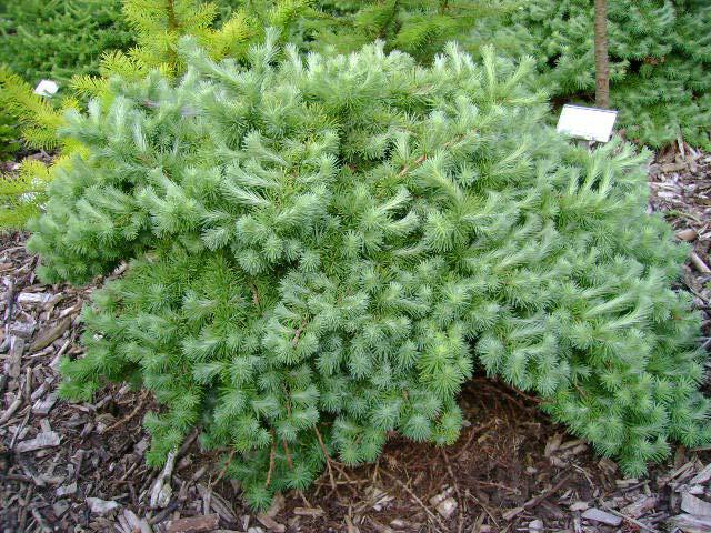 Larix kaempferi 