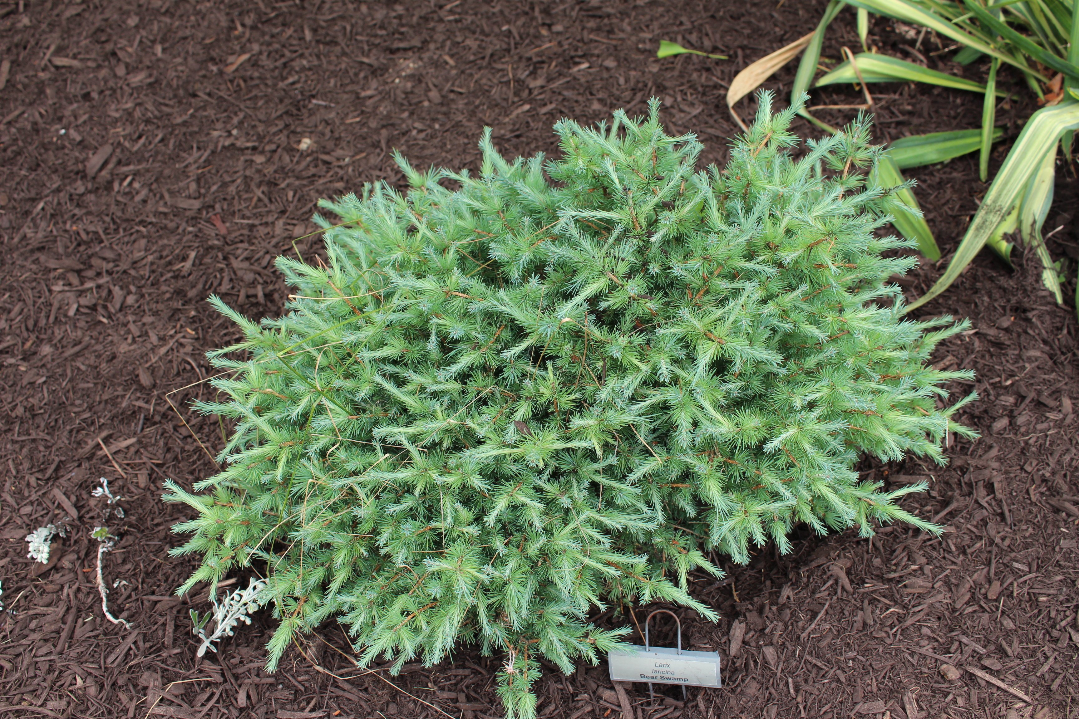 Larix laricina 