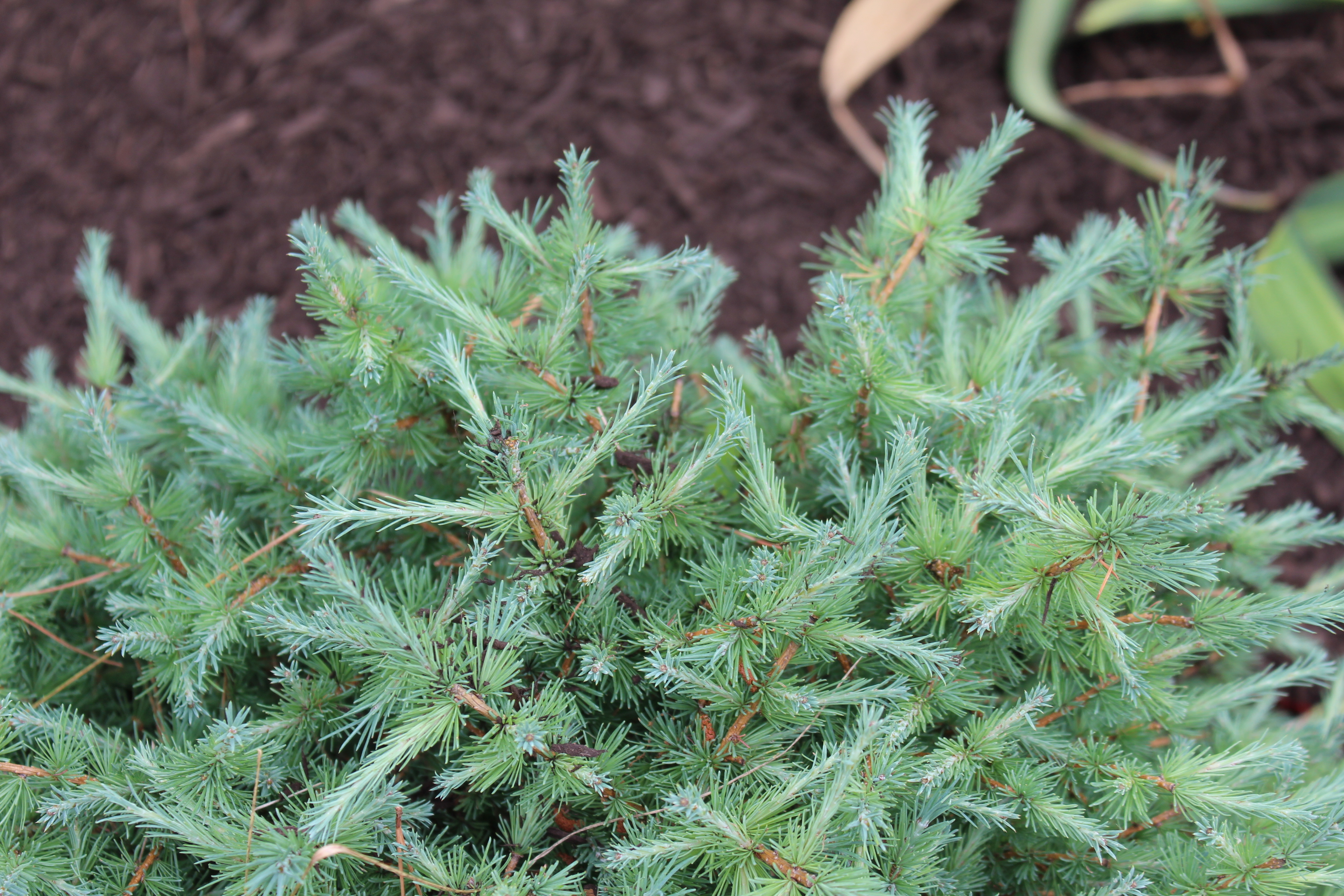 Larix laricina 