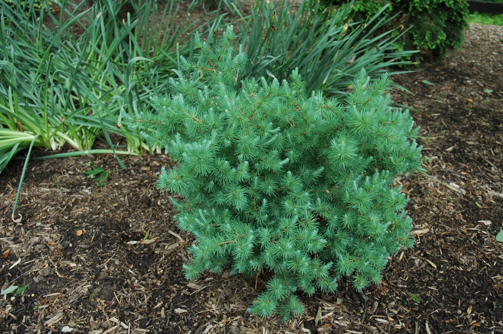 Larix laricina 