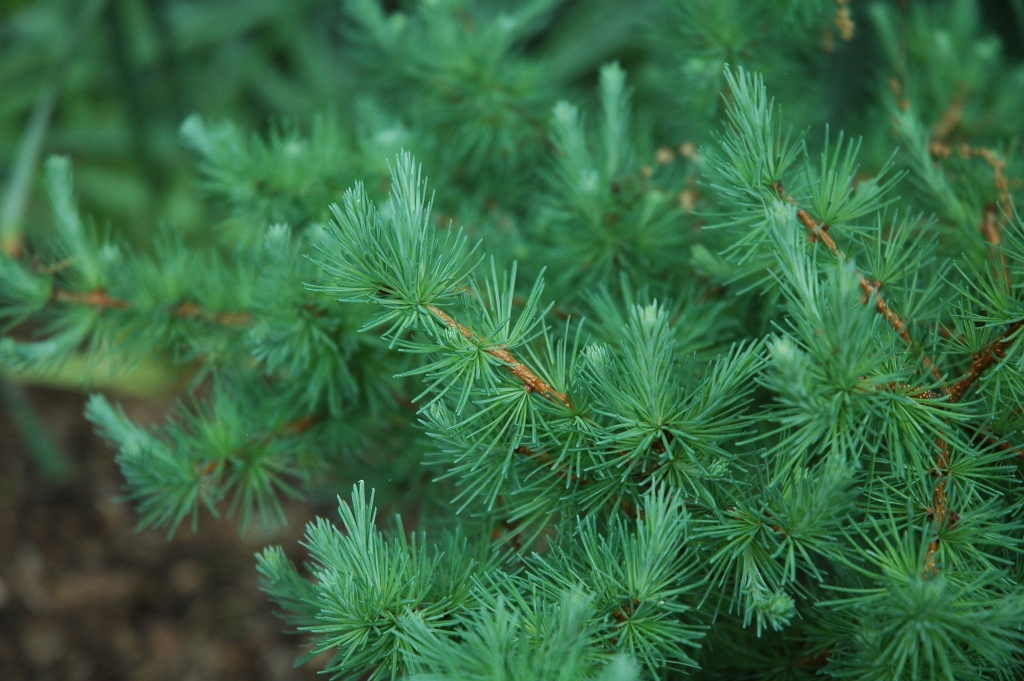 Larix laricina 