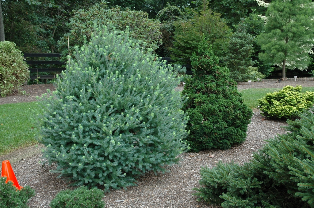 Larix laricina 
