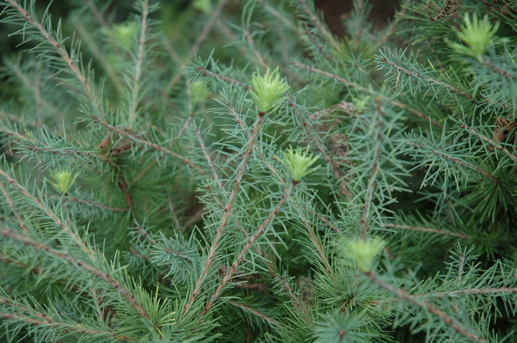 Larix laricina 