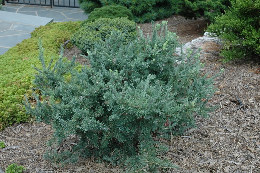 Larix laricina 