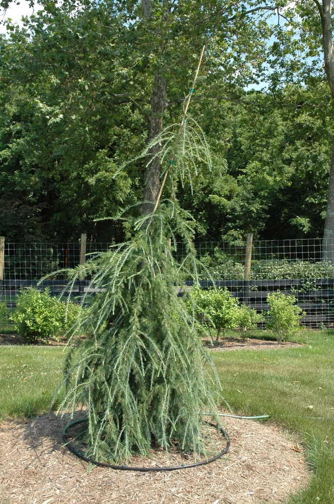 Larix laricina 