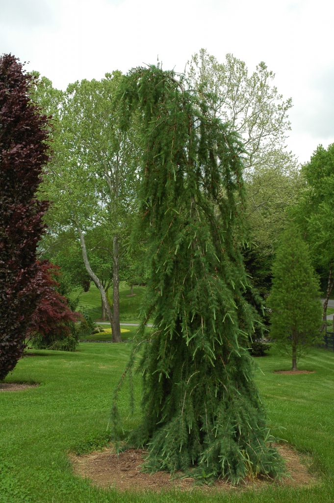 Larix laricina 