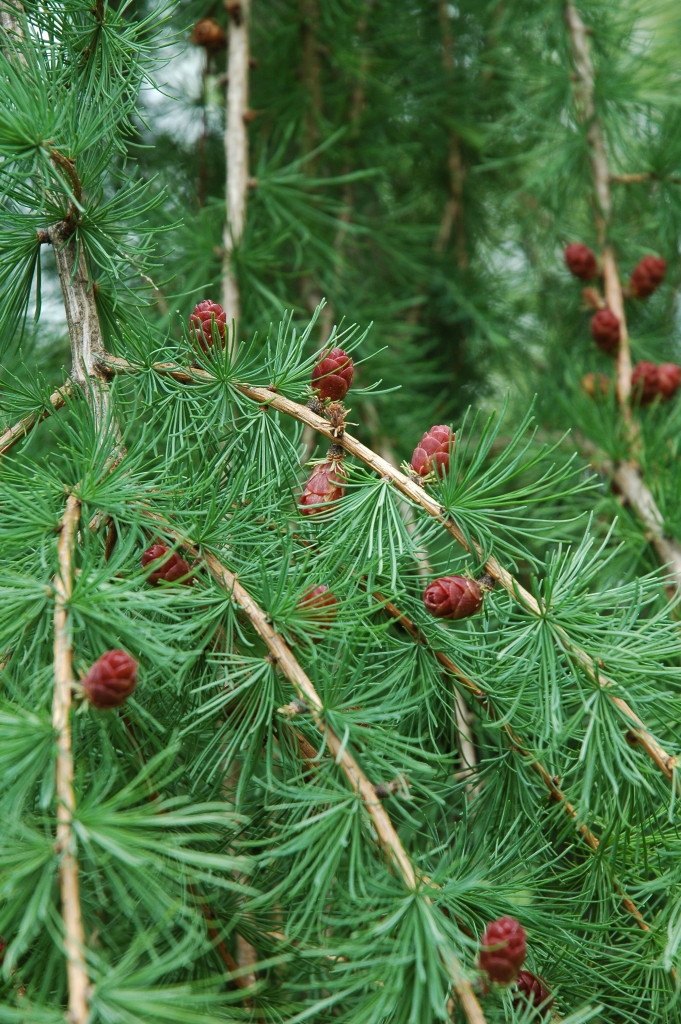 Larix laricina 