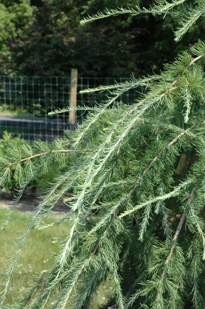 Larix laricina 