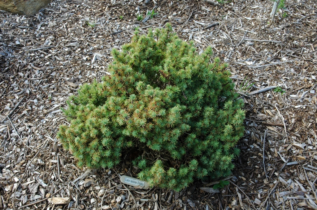 Larix laricina 