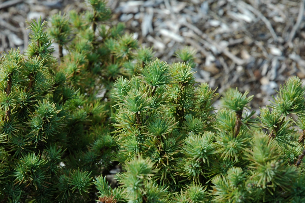 Larix laricina 