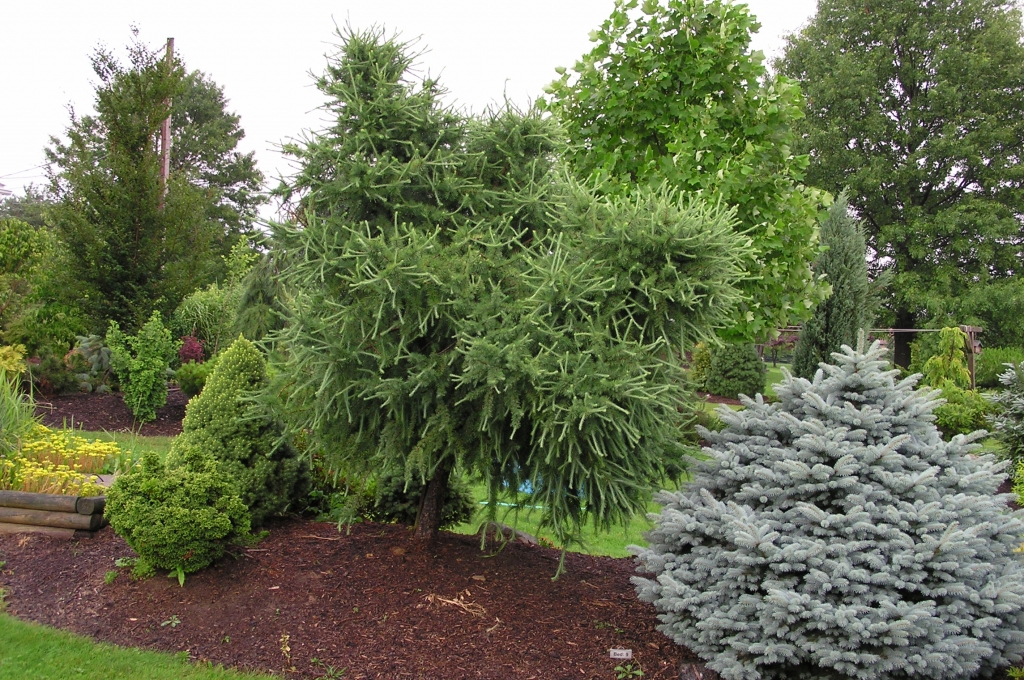Larix × pendula 