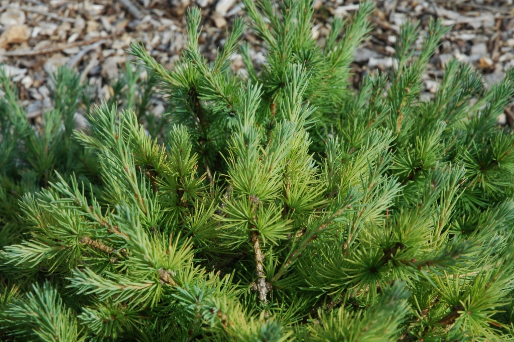 Larix × marschlinsii 
