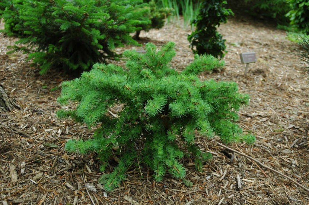 Larix × marschlinsii 