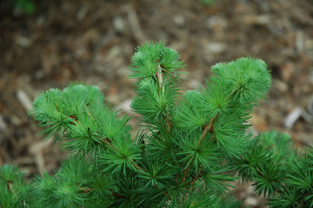 Larix × marschlinsii 
