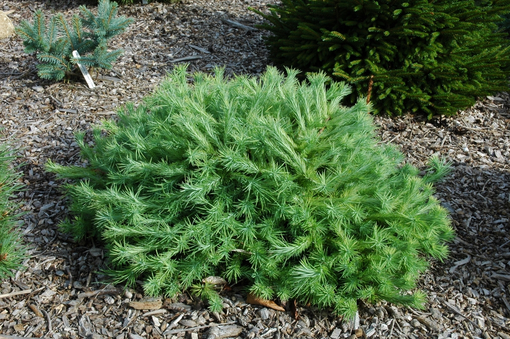 Larix × marschlinsii 