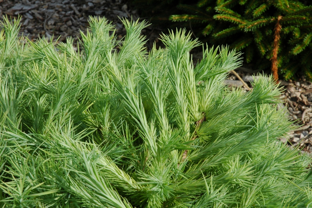 Larix × marschlinsii 