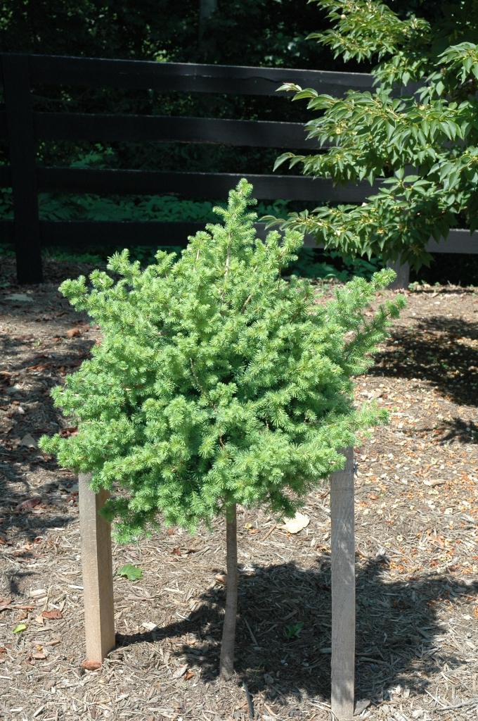 Larix × marschlinsii 