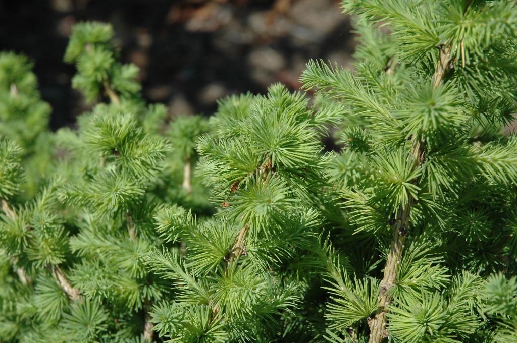 Larix × marschlinsii 