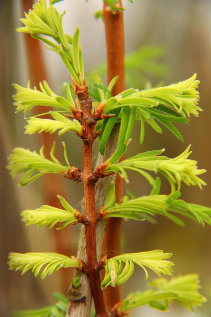 Metasequoia glyptostroboides 
