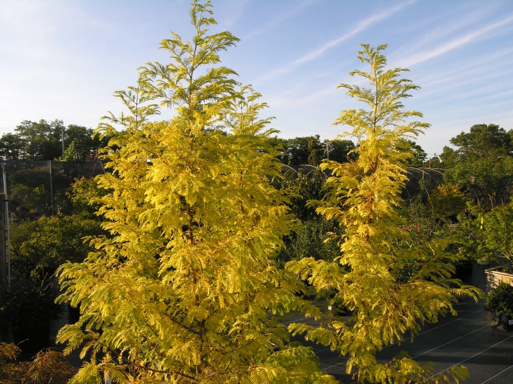 Metasequoia glyptostroboides 