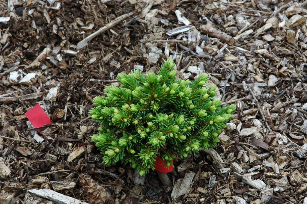 Picea abies 