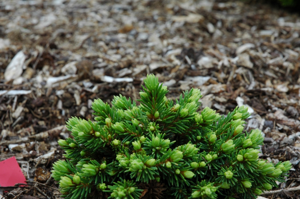 Picea abies 