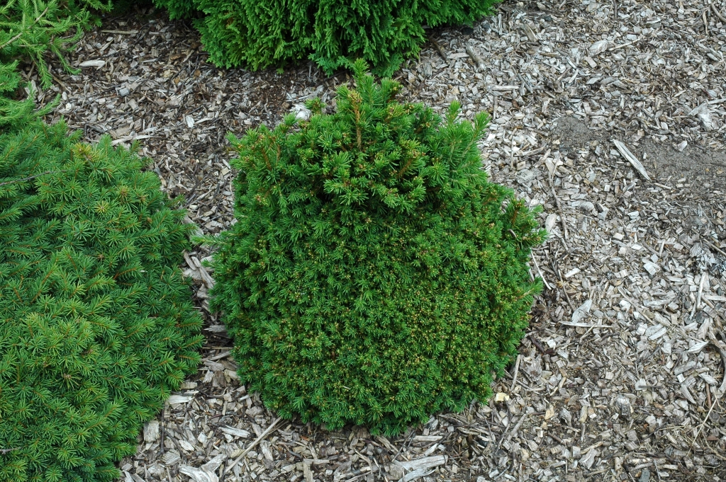 Picea abies 