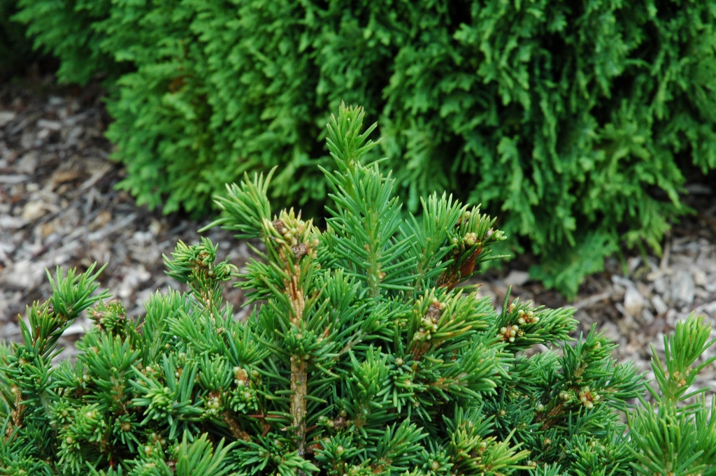 Picea abies 