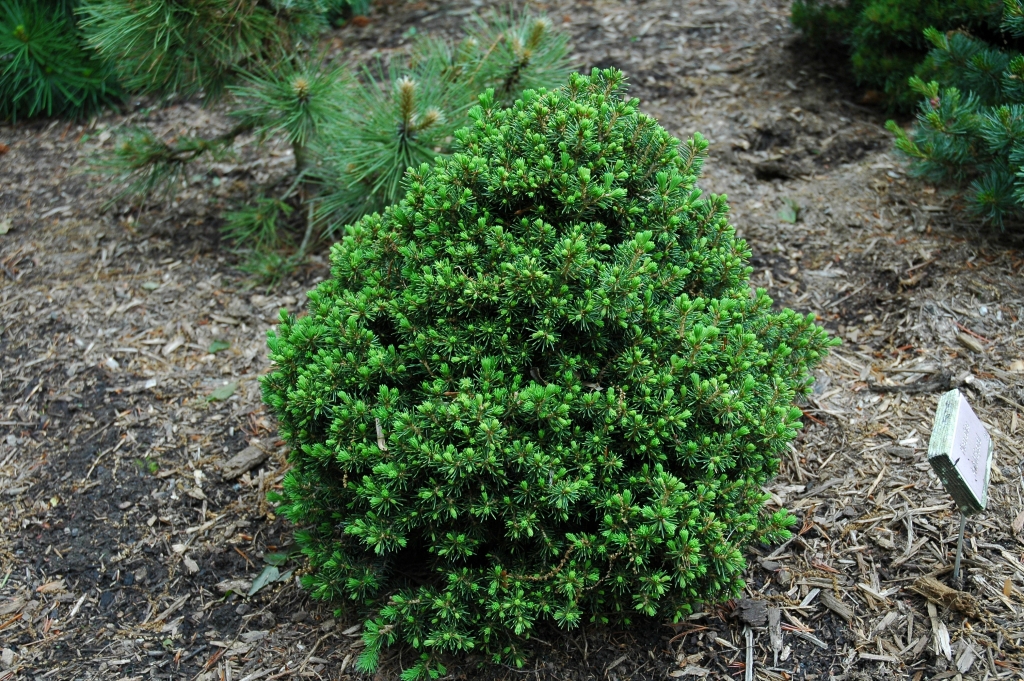 Picea abies 