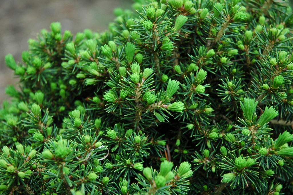 Picea abies 