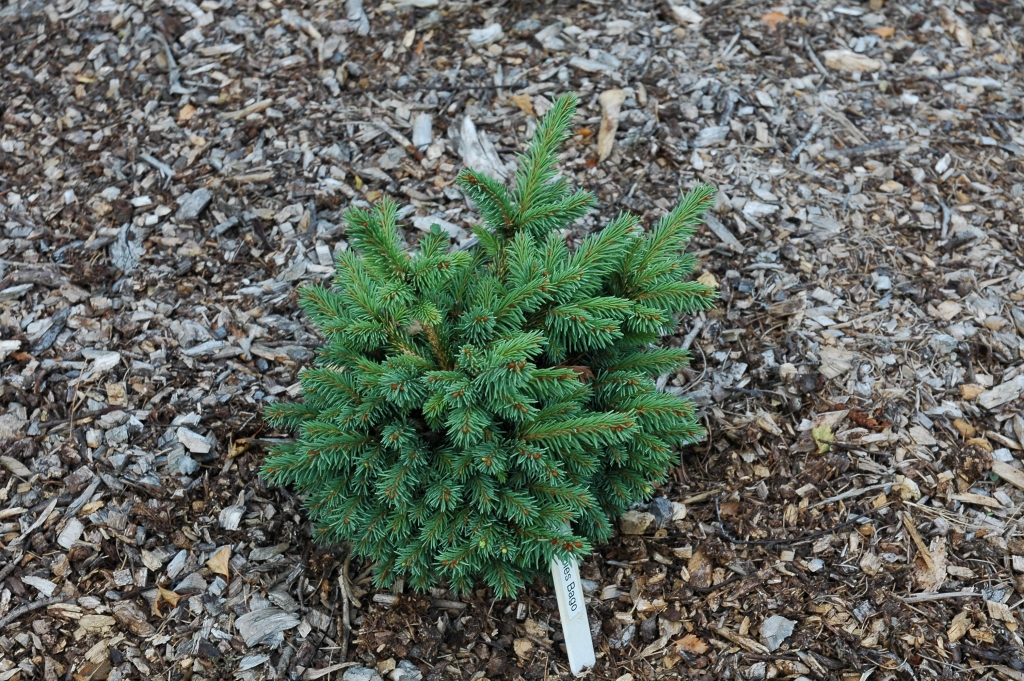 Picea abies 