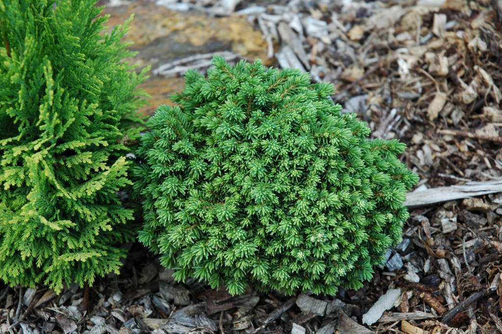 Picea abies 