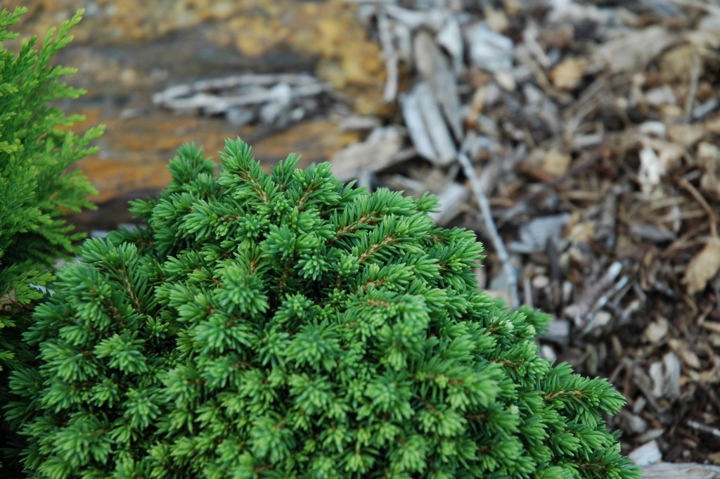 Picea abies 