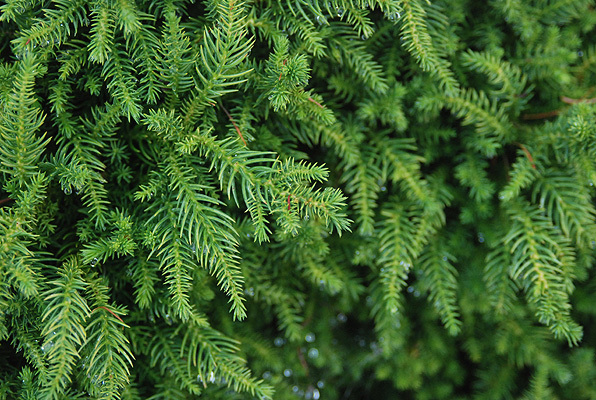 Cryptomeria japonica 