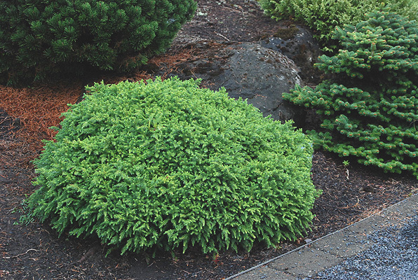 Cryptomeria japonica 