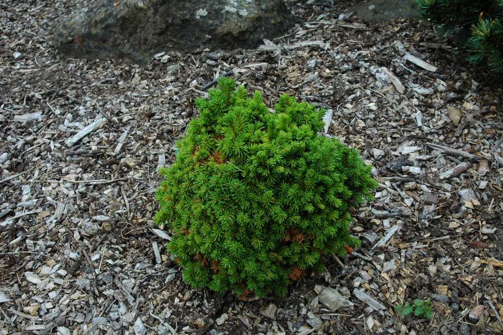 Picea abies 