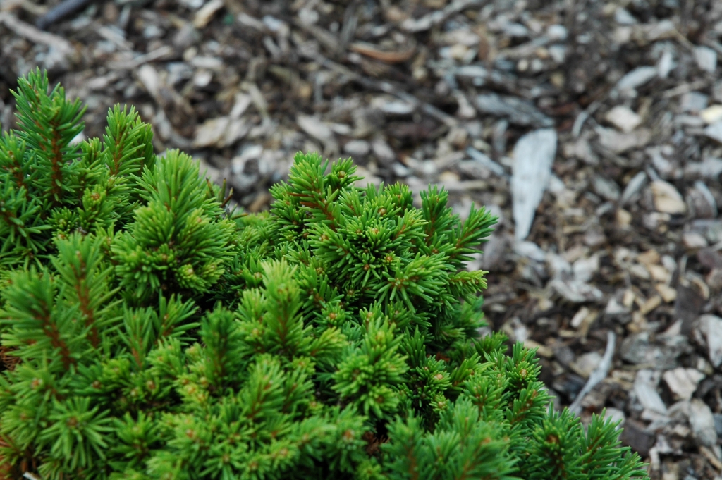 Picea abies 