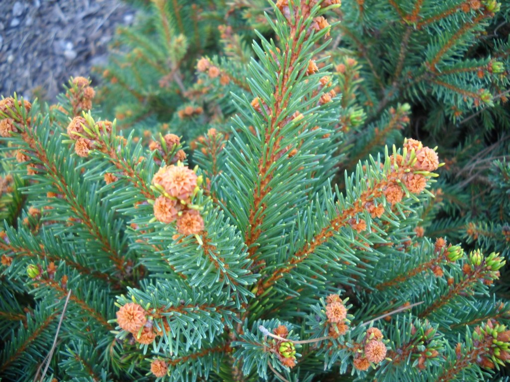 Picea abies 