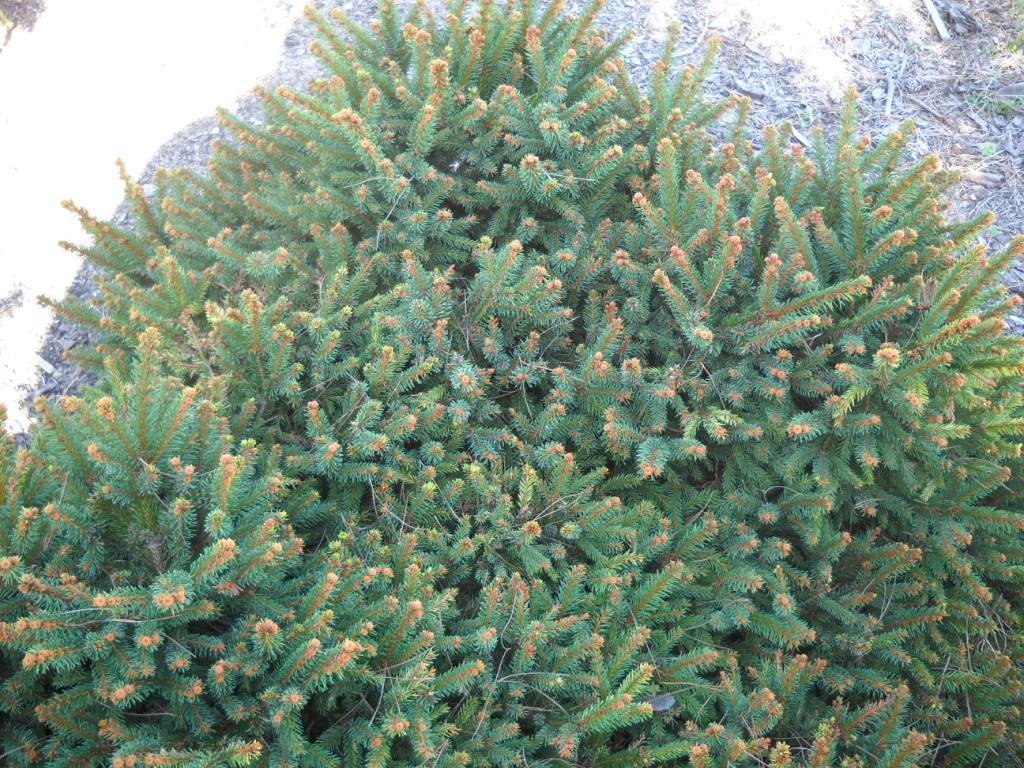 Picea abies 