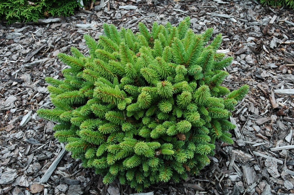 Picea abies 