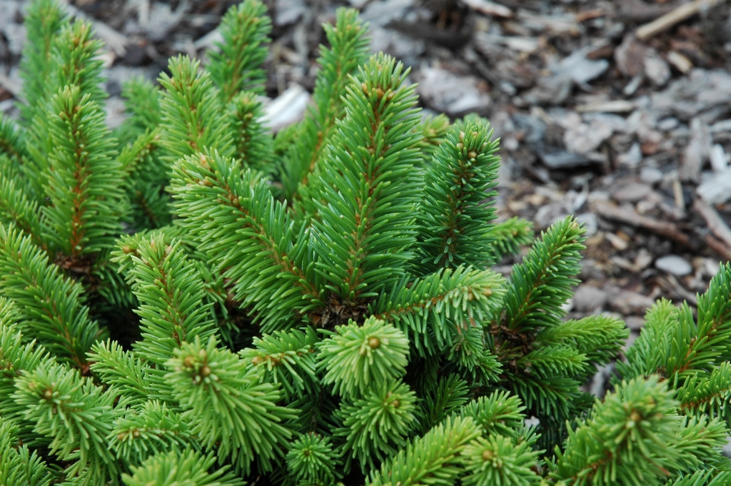 Picea abies 