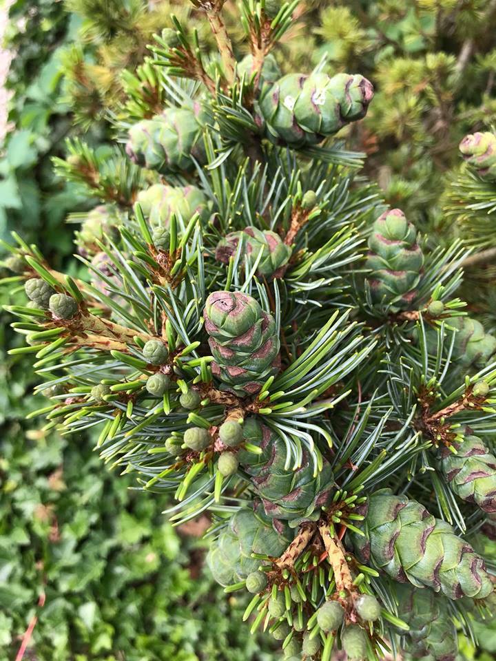 Pinus parviflora 