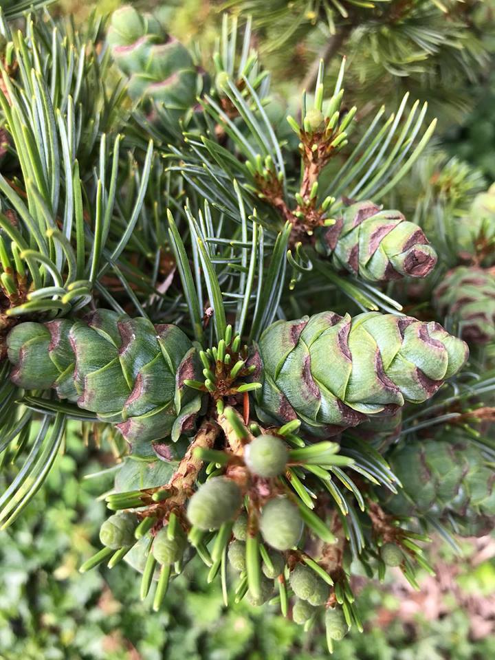 Pinus parviflora 