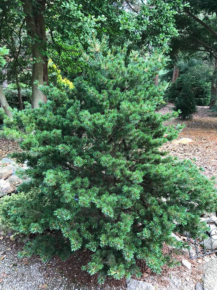 Pinus parviflora 