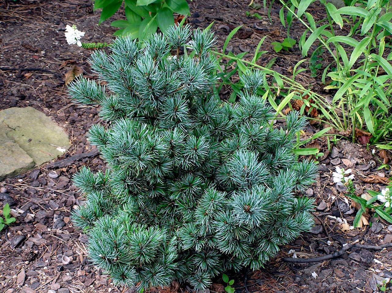 Pinus parviflora 