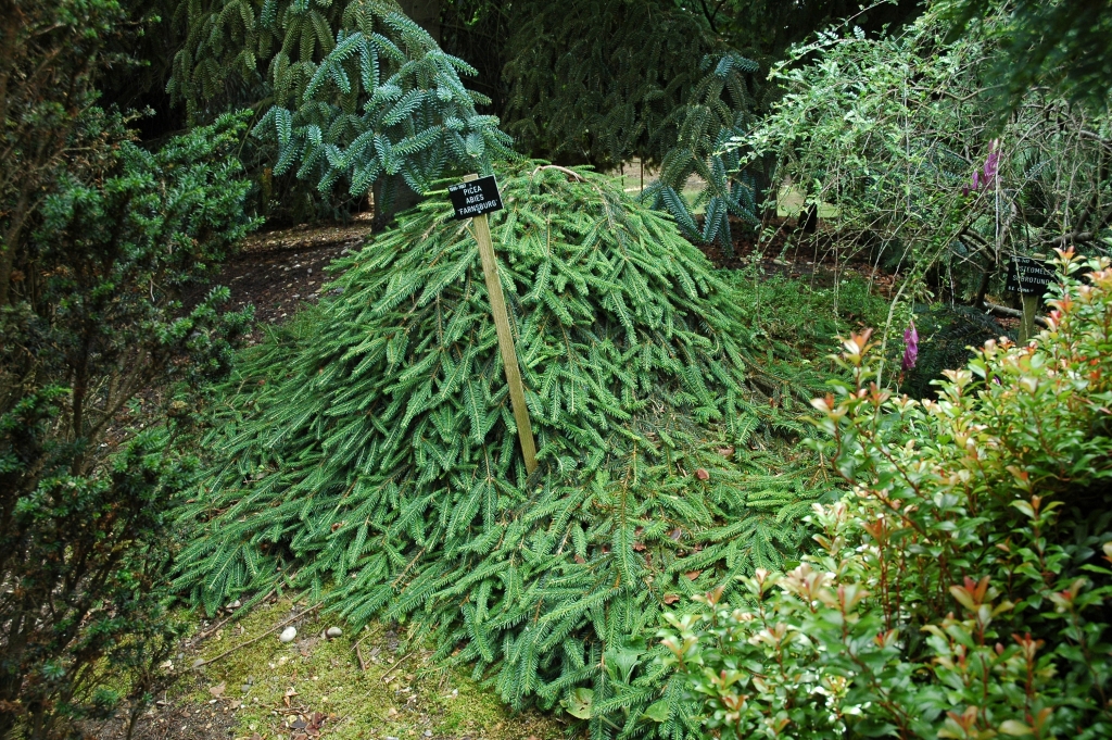 Picea abies 
